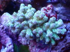 画像1: 【割引き対象外商品】 【サンゴ】【通販】【オーストラリア産】ミドリイシsp. （Sarmentosa) Mサイズ（個体販売）（±11ｘ7cm)No.41（生体）（サンゴ） (1)