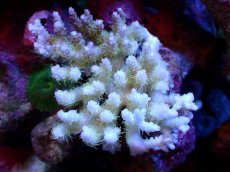 画像1: 【割引き対象外商品】 【サンゴ】【通販】【オーストラリア産】ミドリイシsp. (Ultra Grade) Sサイズ（個体販売）（±6ｘ7cm)No.42（生体）（サンゴ） (1)