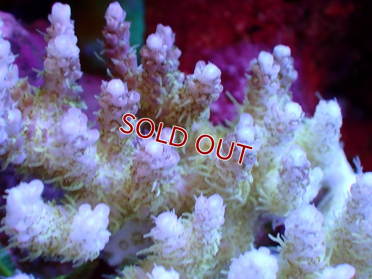 画像2: 【サンゴ】【通販】【オーストラリア産】ミドリイシsp. (Ultra Grade) Sサイズ（個体販売）（±6ｘ7cm)No.42（生体）（サンゴ） (2)