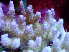 画像2: 【割引き対象外商品】 【サンゴ】【通販】【オーストラリア産】ミドリイシsp. (Ultra Grade) Sサイズ（個体販売）（±6ｘ7cm)No.42（生体）（サンゴ） (2)