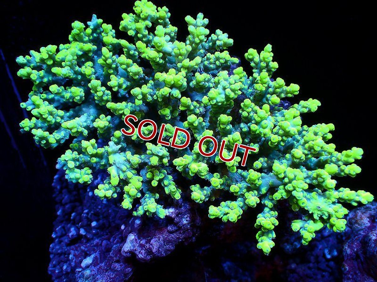 画像1: 【サンゴ】【通販】【オーストラリア産】ミドリイシsp. (Aculrus) Mサイズ（個体販売）（±12ｘ10cm)No.43（生体）（サンゴ） (1)