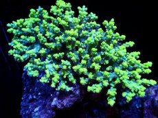 画像1: 【割引き対象外商品】 【サンゴ】【通販】【オーストラリア産】ミドリイシsp. (Aculrus) Mサイズ（個体販売）（±12ｘ10cm)No.43（生体）（サンゴ） (1)