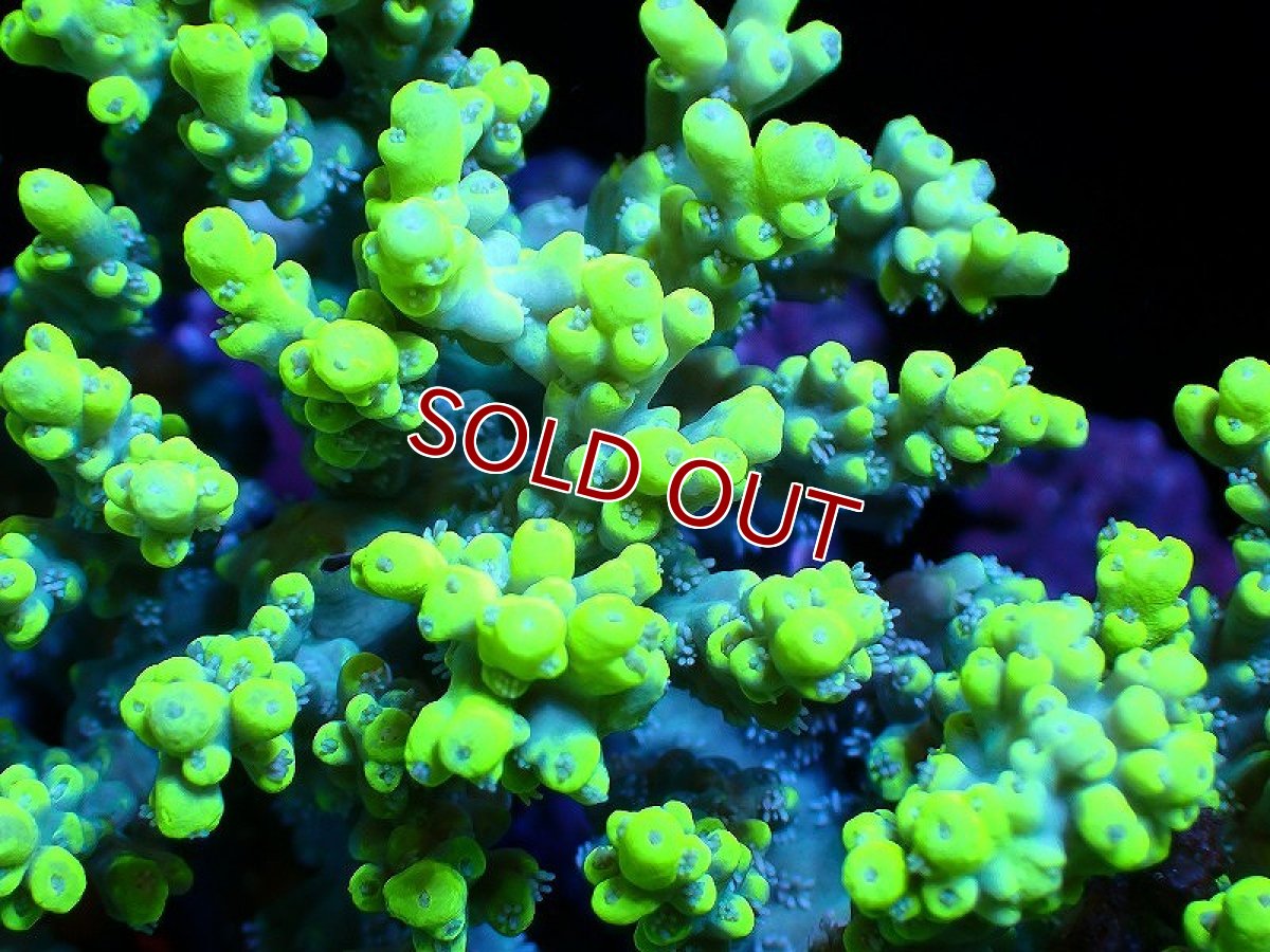 画像2: 【サンゴ】【通販】【オーストラリア産】ミドリイシsp. (Aculrus) Mサイズ（個体販売）（±12ｘ10cm)No.43（生体）（サンゴ） (2)