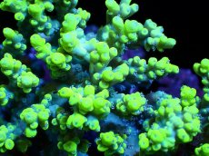 画像2: 【割引き対象外商品】 【サンゴ】【通販】【オーストラリア産】ミドリイシsp. (Aculrus) Mサイズ（個体販売）（±12ｘ10cm)No.43（生体）（サンゴ） (2)