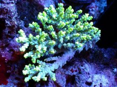 画像1: 【割引き対象外商品】 【サンゴ】【通販】【オーストラリア産】ミドリイシsp. (Aculrus) Mサイズサイズ（個体販売）（±12ｘ8cm)No.44（生体）（サンゴ） (1)