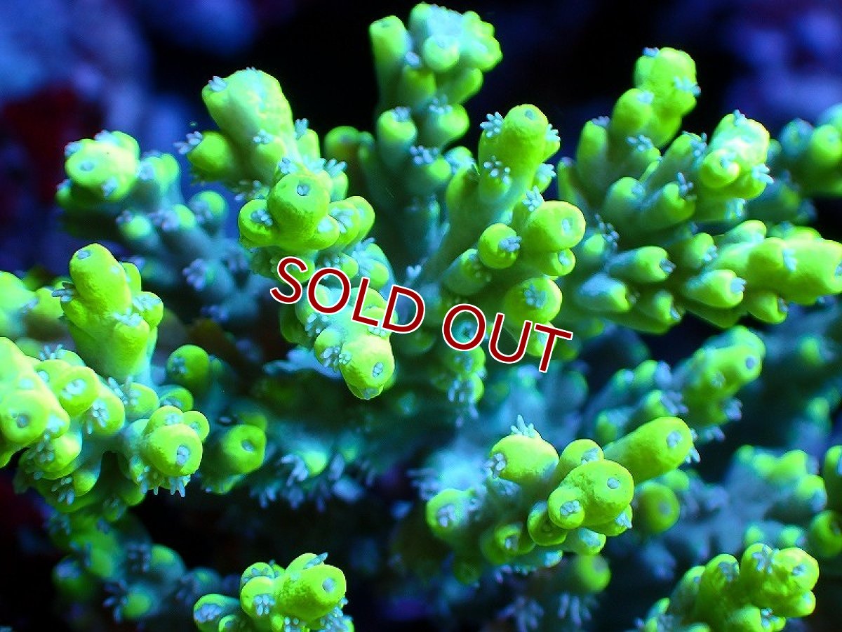 画像2: 【サンゴ】【通販】【オーストラリア産】ミドリイシsp. (Aculrus) Mサイズサイズ（個体販売）（±12ｘ8cm)No.44（生体）（サンゴ） (2)