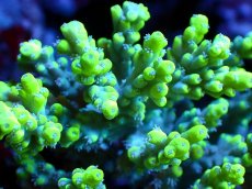 画像2: 【割引き対象外商品】 【サンゴ】【通販】【オーストラリア産】ミドリイシsp. (Aculrus) Mサイズサイズ（個体販売）（±12ｘ8cm)No.44（生体）（サンゴ） (2)