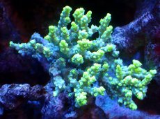 画像1: 【割引き対象外商品】 【サンゴ】【通販】【オーストラリア産】ミドリイシsp. (Aculrus) SMサイズサイズ（個体販売）（±9ｘ5cm)No.45（生体）（サンゴ） (1)