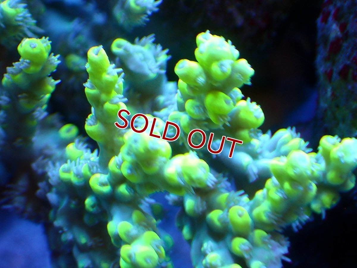 画像2: 【サンゴ】【通販】【オーストラリア産】ミドリイシsp. (Aculrus) SMサイズサイズ（個体販売）（±9ｘ5cm)No.45（生体）（サンゴ） (2)