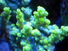 画像2: 【割引き対象外商品】 【サンゴ】【通販】【オーストラリア産】ミドリイシsp. (Aculrus) SMサイズサイズ（個体販売）（±9ｘ5cm)No.45（生体）（サンゴ） (2)