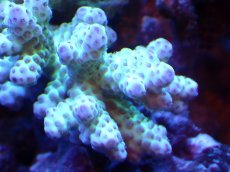 画像2: 【割引き対象外商品】 【サンゴ】【通販】【オーストラリア産】ミドリイシsp. （Sarmentosa) Mサイズ（個体販売）（±11ｘ7cm)No.46（生体）（サンゴ） (2)