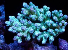 画像1: 【割引き対象外商品】 【サンゴ】【通販】【オーストラリア産】ミドリイシsp. （Sarmentosa) Mサイズ（個体販売）（±11ｘ10cm)No.47（生体）（サンゴ） (1)