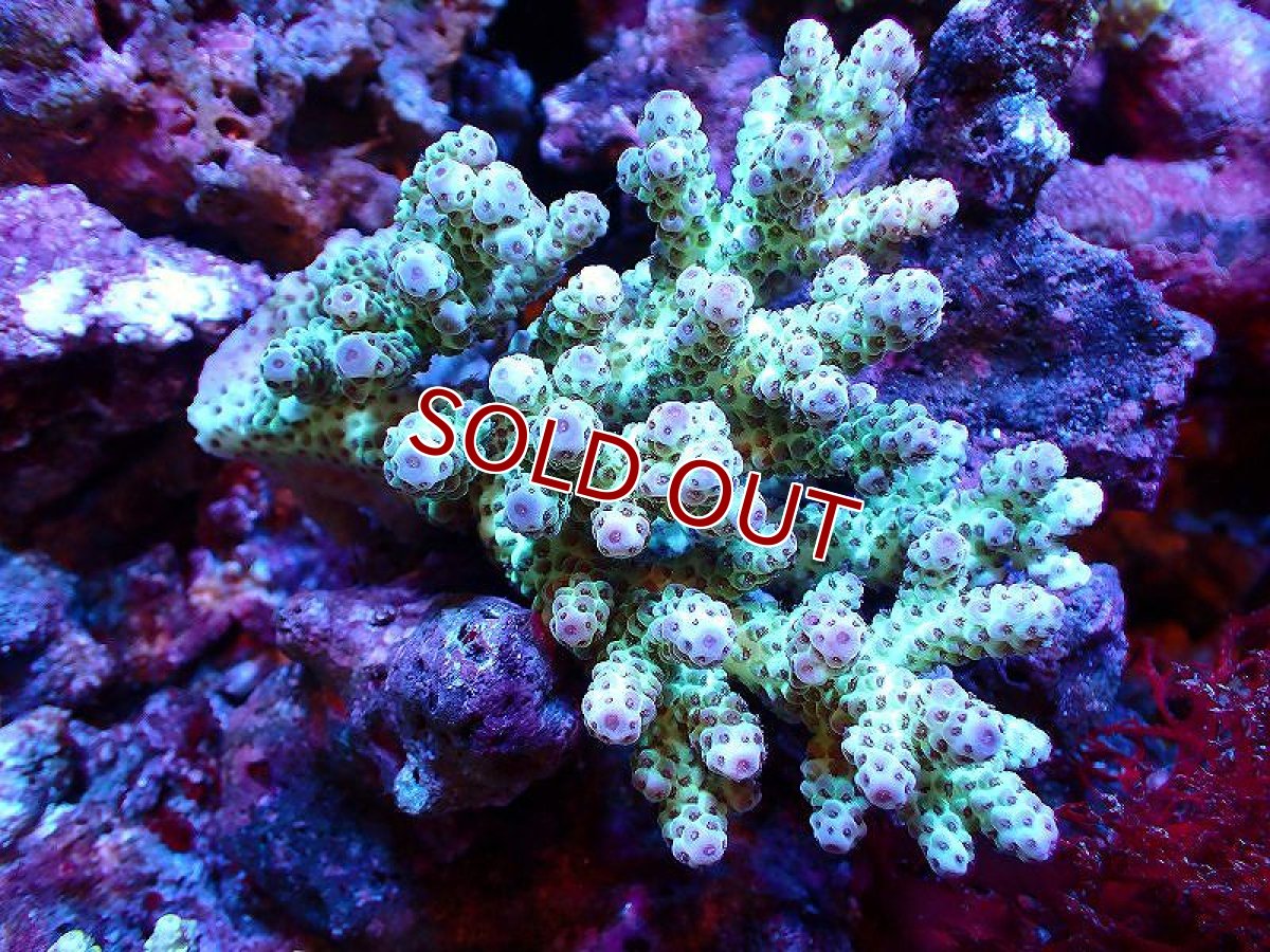 画像1: 【サンゴ】【通販】【オーストラリア産】ミドリイシsp. （Sarmentosa) Mサイズ（個体販売）（±12ｘ8cm)No.48（生体）（サンゴ） (1)