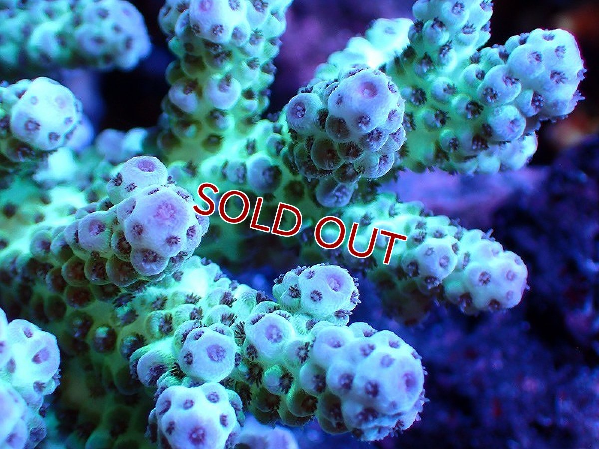 画像2: 【サンゴ】【通販】【オーストラリア産】ミドリイシsp. （Sarmentosa) Mサイズ（個体販売）（±12ｘ8cm)No.48（生体）（サンゴ） (2)