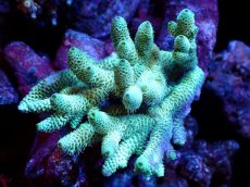 画像1: 【割引き対象外商品】 【サンゴ】【通販】【オーストラリア産】ミドリイシsp. (Ultra Grade) SMサイズ（個体販売）（±8ｘ9cm)No.49（生体）（サンゴ） (1)