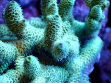 画像2: 【割引き対象外商品】 【サンゴ】【通販】【オーストラリア産】ミドリイシsp. (Ultra Grade) SMサイズ（個体販売）（±8ｘ9cm)No.49（生体）（サンゴ） (2)