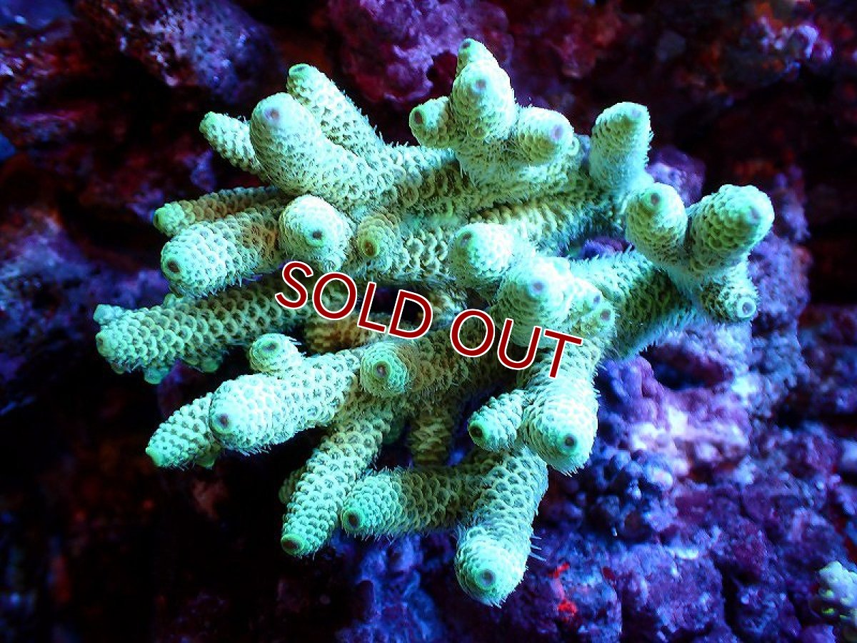 画像1: 【割引き対象外商品】 【サンゴ】【通販】【オーストラリア産】ミドリイシsp. (Ultra Grade) Sサイズ（個体販売）（±6ｘ7cm)No.50（生体）（サンゴ） (1)