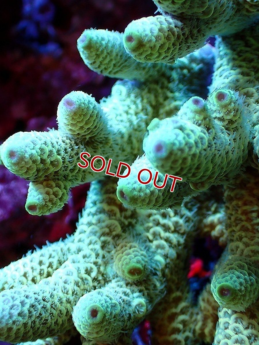 画像2: 【割引き対象外商品】 【サンゴ】【通販】【オーストラリア産】ミドリイシsp. (Ultra Grade) Sサイズ（個体販売）（±6ｘ7cm)No.50（生体）（サンゴ） (2)