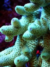 画像2: 【割引き対象外商品】 【サンゴ】【通販】【オーストラリア産】ミドリイシsp. (Ultra Grade) Sサイズ（個体販売）（±6ｘ7cm)No.50（生体）（サンゴ） (2)