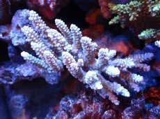 画像1: 【割引き対象外商品】 【サンゴ】【通販】【オーストラリア産】ミドリイシsp. (Ultra Grade) Mサイズ（個体販売）（±11ｘ6cm)No.51（生体）（サンゴ） (1)