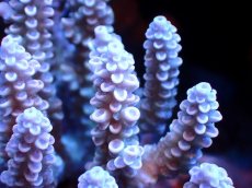 画像2: 【割引き対象外商品】 【サンゴ】【通販】【オーストラリア産】ミドリイシsp. (Ultra Grade) Mサイズ（個体販売）（±11ｘ6cm)No.51（生体）（サンゴ） (2)