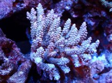 画像1: 【割引き対象外商品】 【サンゴ】【通販】【オーストラリア産】ミドリイシsp. (Ultra Grade) Mサイズ（個体販売）（±11ｘ8cm)No.52（生体）（サンゴ） (1)