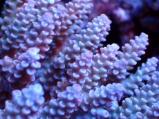 画像2: 【割引き対象外商品】 【サンゴ】【通販】【オーストラリア産】ミドリイシsp. (Ultra Grade) Mサイズ（個体販売）（±11ｘ8cm)No.52（生体）（サンゴ） (2)