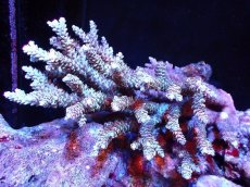 画像1: 【割引き対象外商品】 【サンゴ】【通販】【オーストラリア産】ミドリイシsp. (Ultra Grade) Mサイズ（個体販売）（±14ｘ10cm)No.53（生体）（サンゴ） (1)