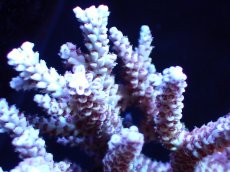 画像2: 【割引き対象外商品】 【サンゴ】【通販】【オーストラリア産】ミドリイシsp. (Ultra Grade) Mサイズ（個体販売）（±14ｘ10cm)No.53（生体）（サンゴ） (2)