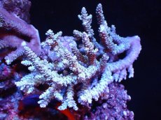 画像1: 【割引き対象外商品】 【サンゴ】【通販】【オーストラリア産】ミドリイシsp. (Ultra Grade) Mサイズ（個体販売）（±13ｘ8cm)No.54（生体）（サンゴ） (1)