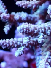 画像2: 【割引き対象外商品】 【サンゴ】【通販】【オーストラリア産】ミドリイシsp. (Ultra Grade) Mサイズ（個体販売）（±13ｘ8cm)No.54（生体）（サンゴ） (2)