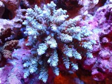 画像1: 【割引き対象外商品】 【サンゴ】【通販】【オーストラリア産】ミドリイシsp. (Tenuis） Mサイズ（個体販売）（±9ｘ8cm)No.55（生体）（サンゴ） (1)