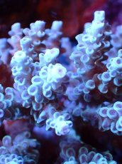 画像2: 【割引き対象外商品】 【サンゴ】【通販】【オーストラリア産】ミドリイシsp. (Tenuis） Mサイズ（個体販売）（±9ｘ8cm)No.55（生体）（サンゴ） (2)