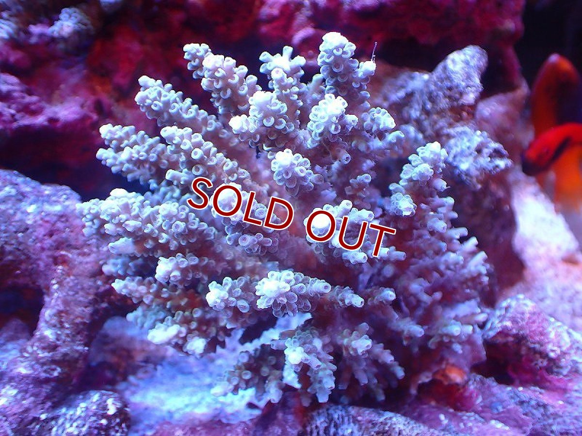 画像1: 【サンゴ】【通販】【オーストラリア産】ミドリイシsp. (Tenuis） Mサイズ（個体販売）（±11ｘ9cm)No.56（生体）（サンゴ） (1)