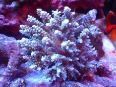 画像1: 【割引き対象外商品】 【サンゴ】【通販】【オーストラリア産】ミドリイシsp. (Tenuis） Mサイズ（個体販売）（±11ｘ9cm)No.56（生体）（サンゴ） (1)