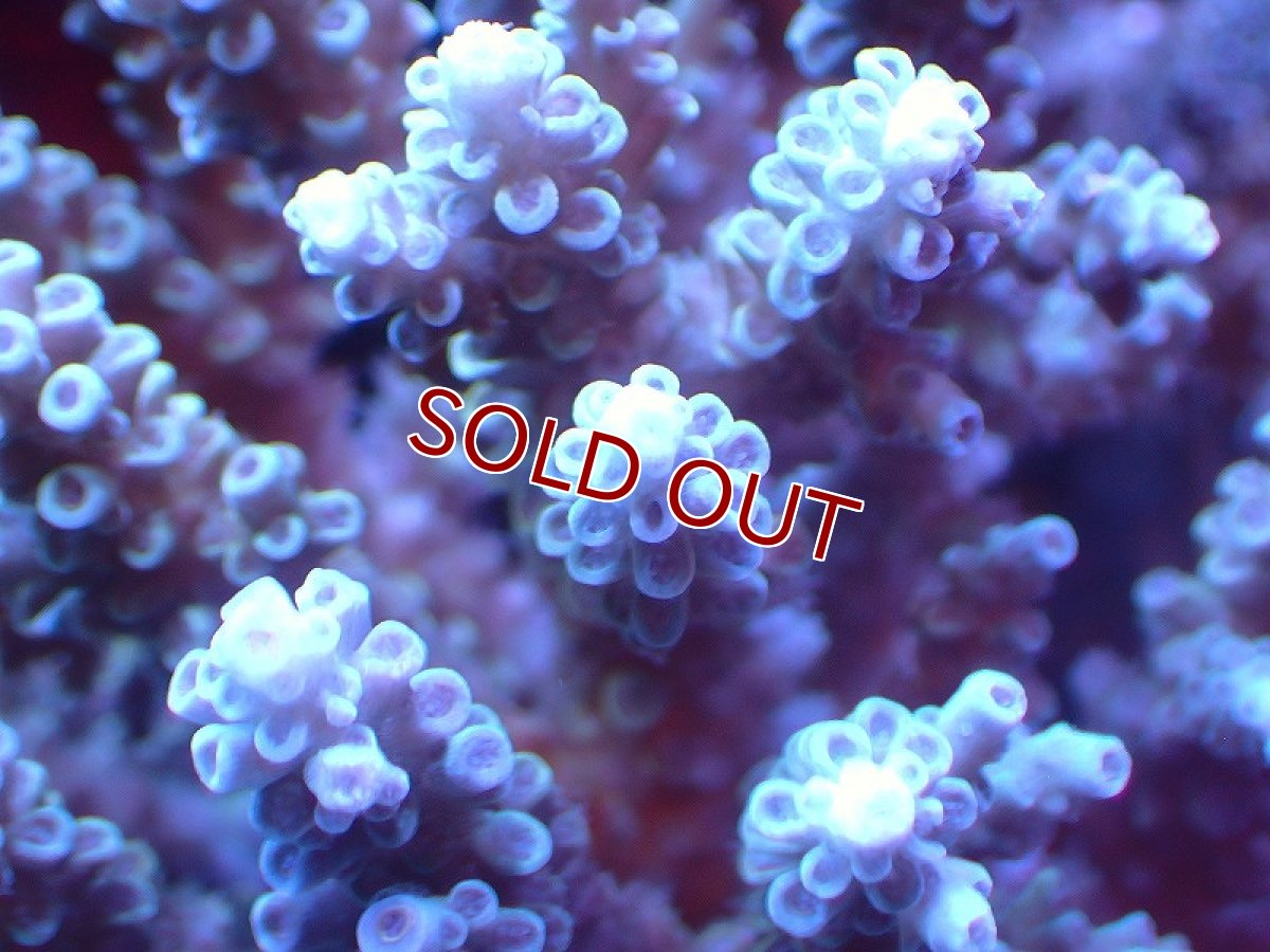 画像2: 【サンゴ】【通販】【オーストラリア産】ミドリイシsp. (Tenuis） Mサイズ（個体販売）（±11ｘ9cm)No.56（生体）（サンゴ） (2)