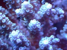 画像2: 【割引き対象外商品】 【サンゴ】【通販】【オーストラリア産】ミドリイシsp. (Tenuis） Mサイズ（個体販売）（±11ｘ9cm)No.56（生体）（サンゴ） (2)