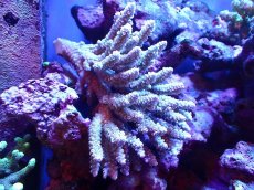 画像1: 【割引き対象外商品】 【サンゴ】【通販】【オーストラリア産】ミドリイシsp. (Ultra Grade) Mサイズ（個体販売）（±14ｘ10cm)No.57（生体）（サンゴ） (1)