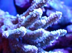 画像2: 【割引き対象外商品】 【サンゴ】【通販】【オーストラリア産】ミドリイシsp. (Ultra Grade) Mサイズ（個体販売）（±14ｘ10cm)No.57（生体）（サンゴ） (2)