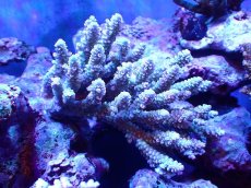 画像1: 【割引き対象外商品】 【サンゴ】【通販】【オーストラリア産】ミドリイシsp. (Ultra Grade) Mサイズ（個体販売）（±13ｘ10cm)No.58（生体）（サンゴ） (1)