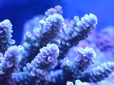 画像2: 【割引き対象外商品】 【サンゴ】【通販】【オーストラリア産】ミドリイシsp. (Ultra Grade) Mサイズ（個体販売）（±13ｘ10cm)No.58（生体）（サンゴ） (2)