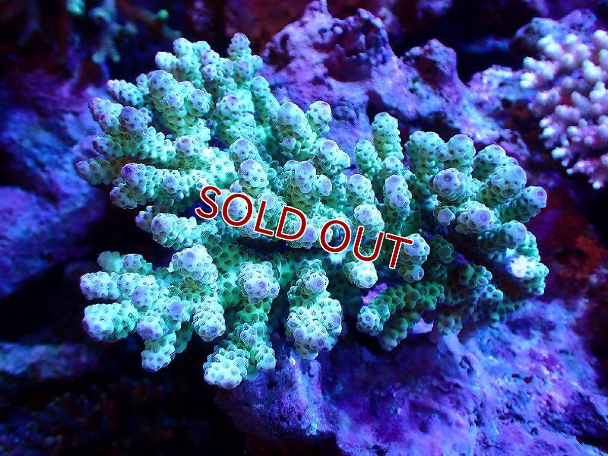 画像1: 【サンゴ】【通販】【オーストラリア産】ミドリイシsp. （Sarmentosa) Mサイズ（個体販売）（±13ｘ10cm)No.60（生体）（サンゴ） (1)