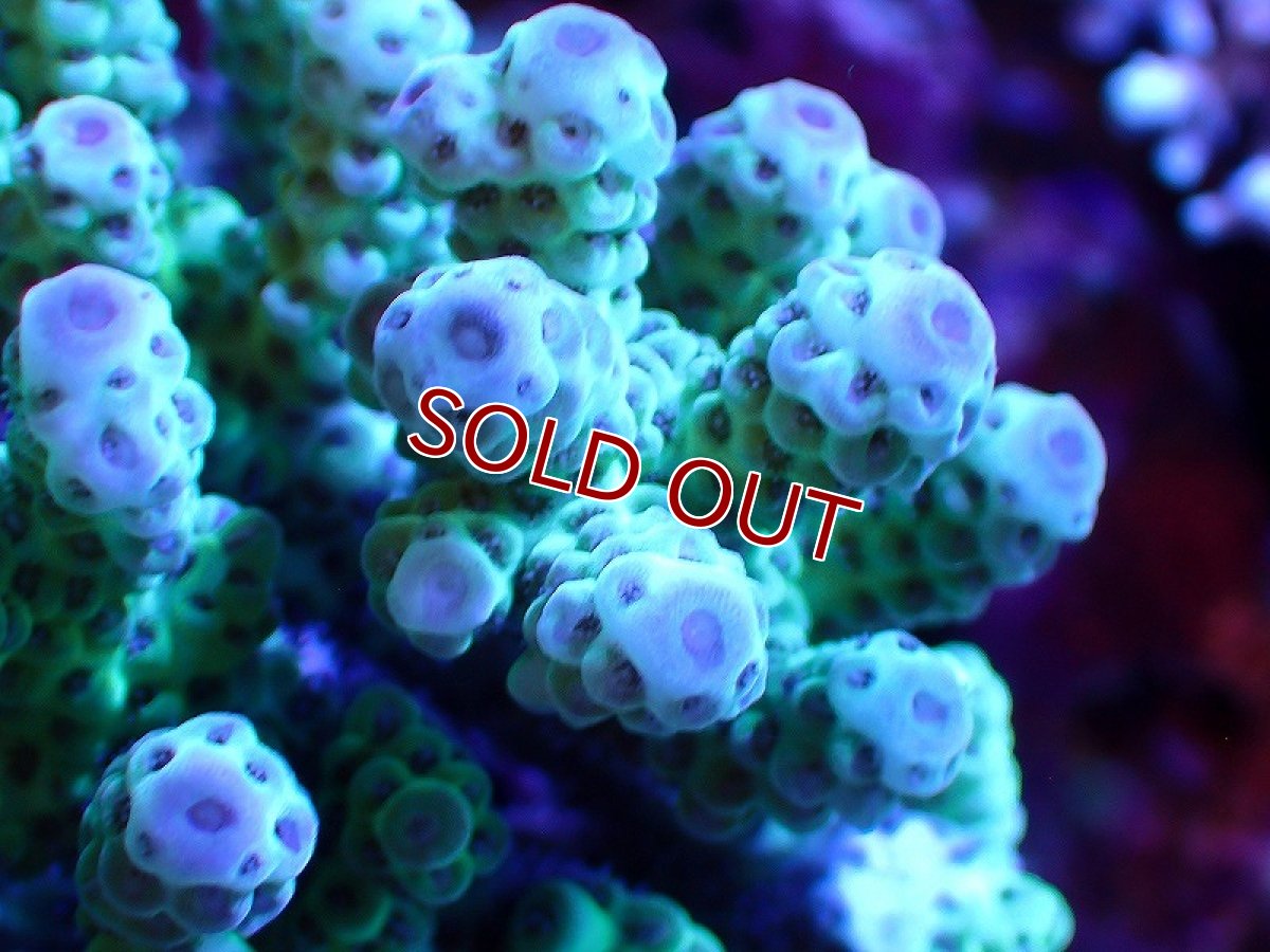 画像2: 【サンゴ】【通販】【オーストラリア産】ミドリイシsp. （Sarmentosa) Mサイズ（個体販売）（±13ｘ10cm)No.60（生体）（サンゴ） (2)