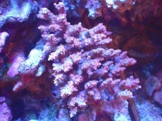 画像1: 【割引き対象外商品】 【サンゴ】【通販】【オーストラリア産】ミドリイシsp. (Ultra Grade) Mサイズ（個体販売）（±14ｘ12cm)No.61（生体）（サンゴ） (1)