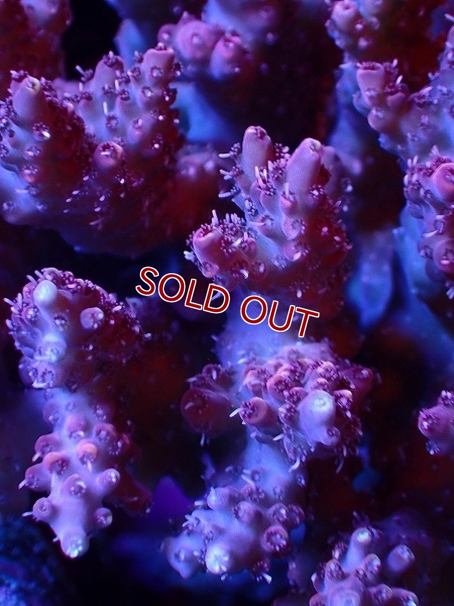 画像2: 【サンゴ】【通販】【オーストラリア産】ミドリイシsp. (Ultra Grade) Mサイズ（個体販売）（±14ｘ12cm)No.61（生体）（サンゴ） (2)