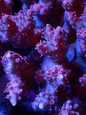 画像2: 【割引き対象外商品】 【サンゴ】【通販】【オーストラリア産】ミドリイシsp. (Ultra Grade) Mサイズ（個体販売）（±14ｘ12cm)No.61（生体）（サンゴ） (2)