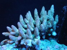 画像1: 【サンゴ】【通販】【オーストラリア産】ミドリイシsp. (Spathulata)（個体販売）（±15x9cm)No.3（生体）（サンゴ） (1)