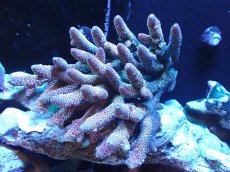 画像1: 【サンゴ】【通販】【オーストラリア産】ミドリイシsp. (Spathulata)（個体販売）（±14x15cm)No.4（生体）（サンゴ） (1)