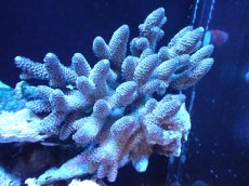 画像1: 【サンゴ】【通販】【オーストラリア産】ミドリイシsp. (Spathulata)（個体販売）（±14x10cm)No.5（生体）（サンゴ） (1)