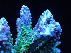 画像2: 【サンゴ】【通販】【オーストラリア産】ミドリイシsp. (Ultra Grade)（個体販売）（±13x13cm)No.22（生体）（サンゴ） (2)